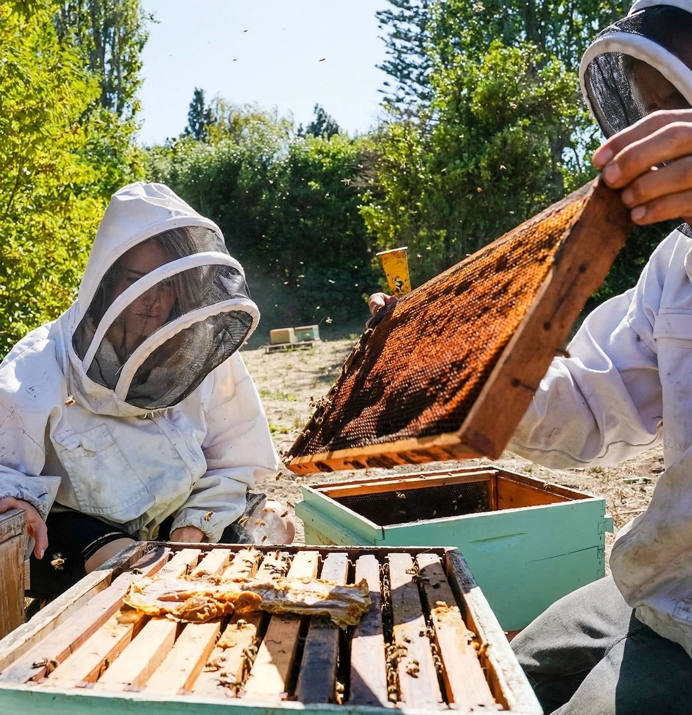 Two beekeepers in veils inspecting honeycomb frame outdoors.