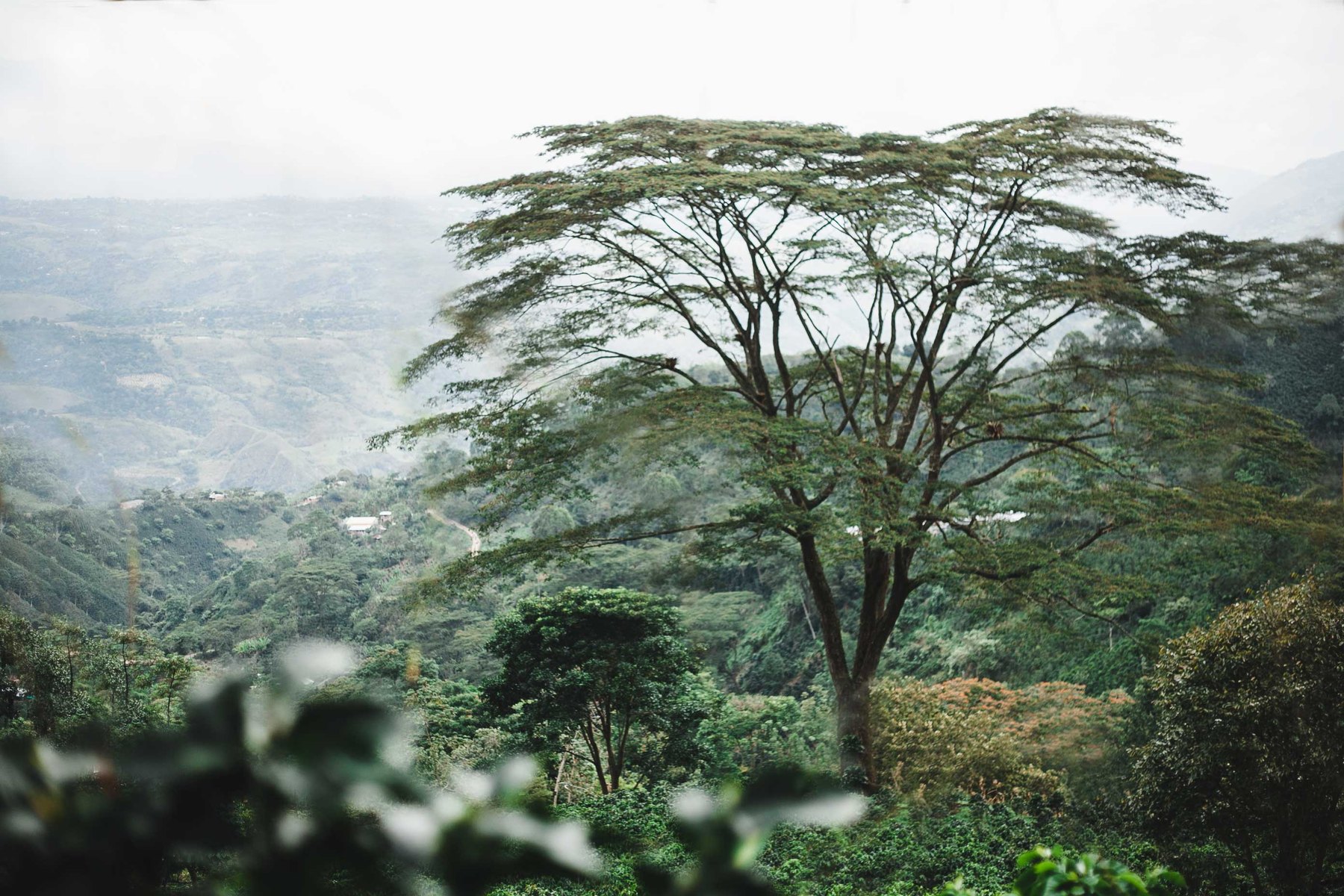 Tall shade tree above lush coffee farm landscape.