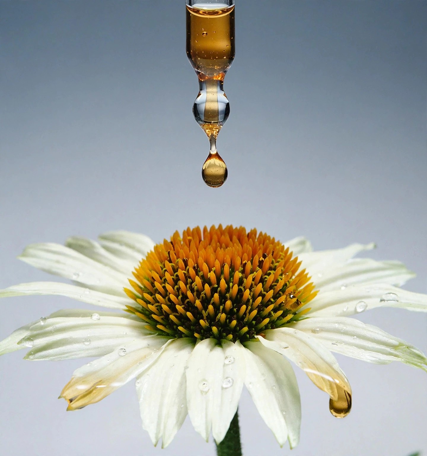 A dropper releases liquid above a white coneflower.